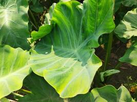 a large plant with many leaves growing in the ground photo