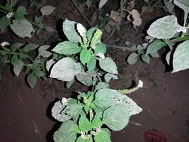 1. The juice of its leaves is used to cure red chaka chaka spots in the body due to fungal infection. 2. When the leaves are twisted and applied to the swelling, the swelling decreases. 4. Poisonous i photo