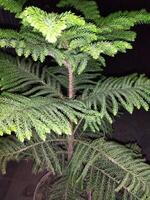 a small tree with green leaves in a dark room photo