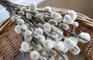 Twigs With Pussy Willow On A Stems Over Wicker Basket. Weaving And Handmade Basketry Illustration Stock Photo