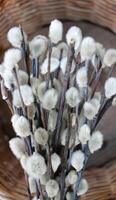 Bunch Of Soft Pussy Willow Branches On Craft Braided Basket. Vertical Stock Photo For Wickering And Weaving Theme