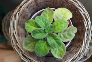 Green Sprout Of Young Volet Plant Inside Rattan Woven Pot Top View photo