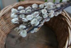 Homemade Wicker Pot And Bouquet Of Twigs With Hairy Pussy Willow. Illustrative photo for traditional craft of basket weaving and household utensils