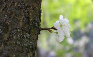 Flowers On A Thin Twig Of Cherry Tree With Blurred Green Garden On A Background photo