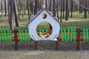 A plywood birdhouse with nuts hanging from a tree in a park with paved walking paths photo