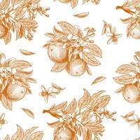 seamless pattern with ink hand drawn orange fruit, leaves, branches and blooming flowers. Botanical drawing sketch of tropical citrus for juice packaging, label, menu in engraving vintage style vector