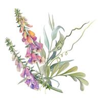 Hand drawn watercolor illustration shabby boho botanical flowers leaves. Willow eucalyptus branch, tendrils, foxglove snapdragon lupin. Bouquet isolated on white background. Design wedding, love cards vector