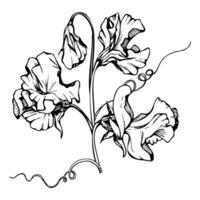 Hand drawn graphic ink illustration botanical flowers leaves. Sweet everlasting pea, vetch bindweed legume. Branch bouquet isolated on white background. Design wedding, love cards, floral shop vector