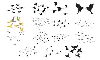 Flying Birds Collection. vector