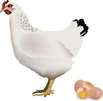 volatile hens with eggs vector