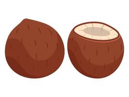 Coconut isolated on white background. Hand drawn illustration. vector