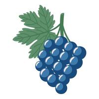 Ripe grapes isolated on a white background. Hand drawn illustration. vector