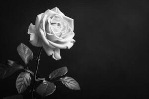 Background For Sympathy card. Monochromatic image of a white hybrid tea rose with leaves on a dark background. Copy Space photo