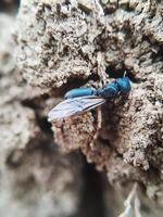 macro foto de un reina hormiga en un rock