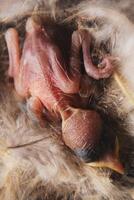 bird chick sleeping in its nest photo