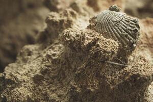 close up of a shell in a stone photo