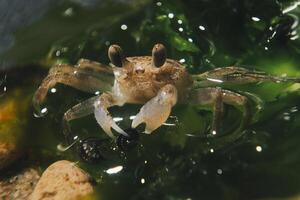 Macro photography of a small crab in a humid environment photo