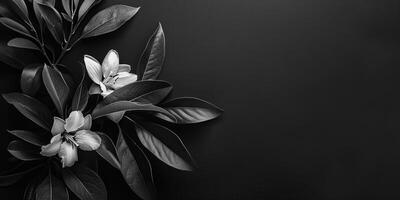 Monochrome photo of flowers and leaves on black Background For Sympathy card.. Copy Space