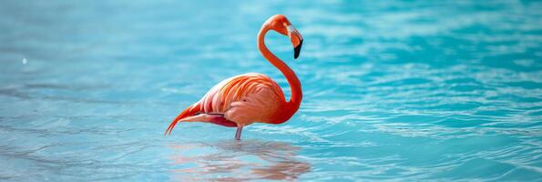 A Greater flamingo is wading in the liquid of a lake photo