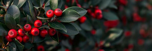 cerca arriba de un con bayas planta con rojo frutas y verde hojas. Yaupon árbol con rojo bayas foto