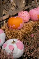 Exterior Beautiful atmospheric halloween pink pumpkins decorated on porch. Autumn leaves and fall flowers celebration holiday Thanksgiving October season outdoors in city photo