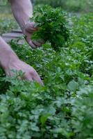 Male hands collecting fresh grown parsley from garden bed. Homegrown locally agriculture healthy country life concept. Farming photo