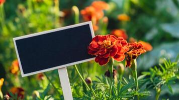 Blank Black billboard against marigold flowers field garden. Empty mockup template Blackboard label at farm land. Copy space banner for your text. Agricultural landscape advertisement sample photo