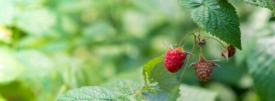 Raspberries Fruits on Bush in Farm or Garden. Harvest or Picking raspberry. Greenery background leaves. Copy space for text. Countryside food produce photo