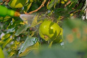 pulverización productos quimicos pesticidas en verde manzana en al aire libre jardín. concepto de sano comiendo de cosecha propia verdor frutas estacional campo cabaña núcleo vida. granja Produce foto