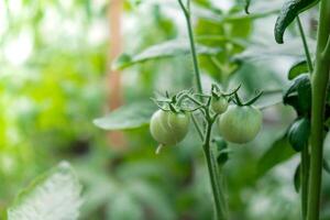 Green tomatoes in home garden greenhouse. Concept of locally grown organic vegetables food produce. Countryside harvesting photo