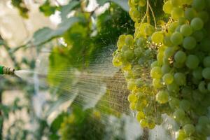 Close up of spraying insecticides and pesticides grape in vineyard open air during sunset. Harvest protection. Organic home gardening and cultivation of greenery concept. Locally grown fresh fruits photo