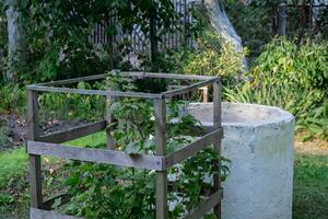 Rural scene in country house farmland. Black currant bush grows in fenced area. Cottage core aesthetic. Locally grown organic private agriculture unity with nature photo