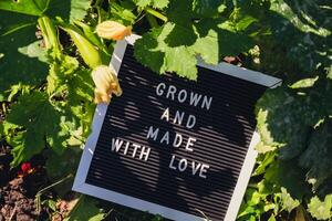 GROWN AND MADE WITH LOVE message on background of fresh eco-friendly bio grown green zucchini in garden. Countryside food production concept. Locally produce harvesting. Sustainability and responsibility photo