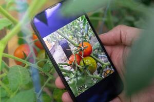 Farmer using smart phone for monitoring property of soil in garden. Smart gardening farming concept. Mobile application for agriculture and harvesting photo