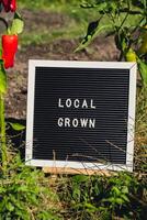 LOCAL GROWN message on background of fresh eco-friendly bio grown bell peppers in garden. Countryside food production concept. Locally produce harvesting. Sustainability and responsibility photo