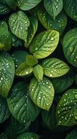 Glistening dew on fresh green leaves photo