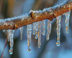 Frozen icicles hanging from a branch photo