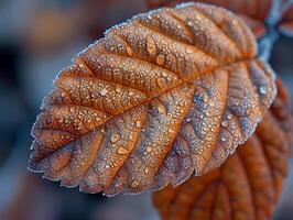Frost patterns on a leaf in early morning photo