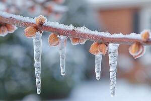 Frozen icicles hanging from a branch photo