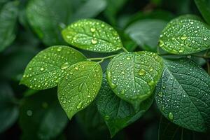 Glistening dew on fresh green leaves photo