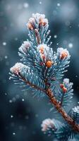 Freshly fallen snow on a pine branch photo