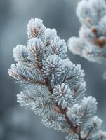 Freshly fallen snow on a pine branch photo