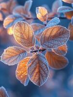 Frost-covered leaves on a brisk winter morning photo