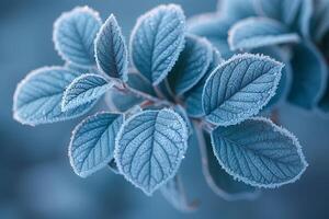 Frost-covered leaves on a brisk winter morning photo