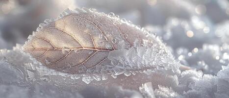 Frost patterns on a leaf in early morning photo