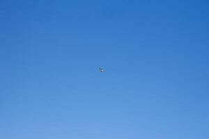 Storks flying freely in the bright blue sky photo