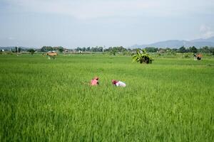 Farmers are currently tending to paddy rice in the expansive fields with mountains in the background photo