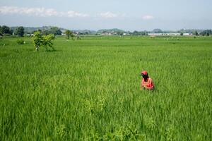 Farmers are currently tending to paddy rice in the expansive fields with mountains in the background photo