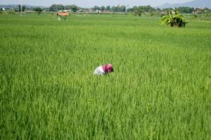 Farmers are currently tending to paddy rice in the expansive fields with mountains in the background photo