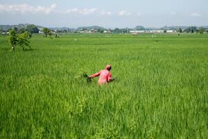 Farmers are currently tending to paddy rice in the expansive fields with mountains in the background photo